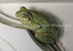 Original ACEO photo fine art print 2.5 x 3.5 inches GRAY TREE FROG green bumpy
