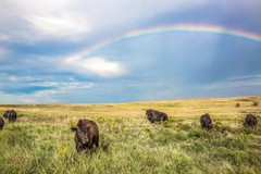 Buffalo Photography Print: Oklahoma Bison Herd Western Plains Prairie Picture