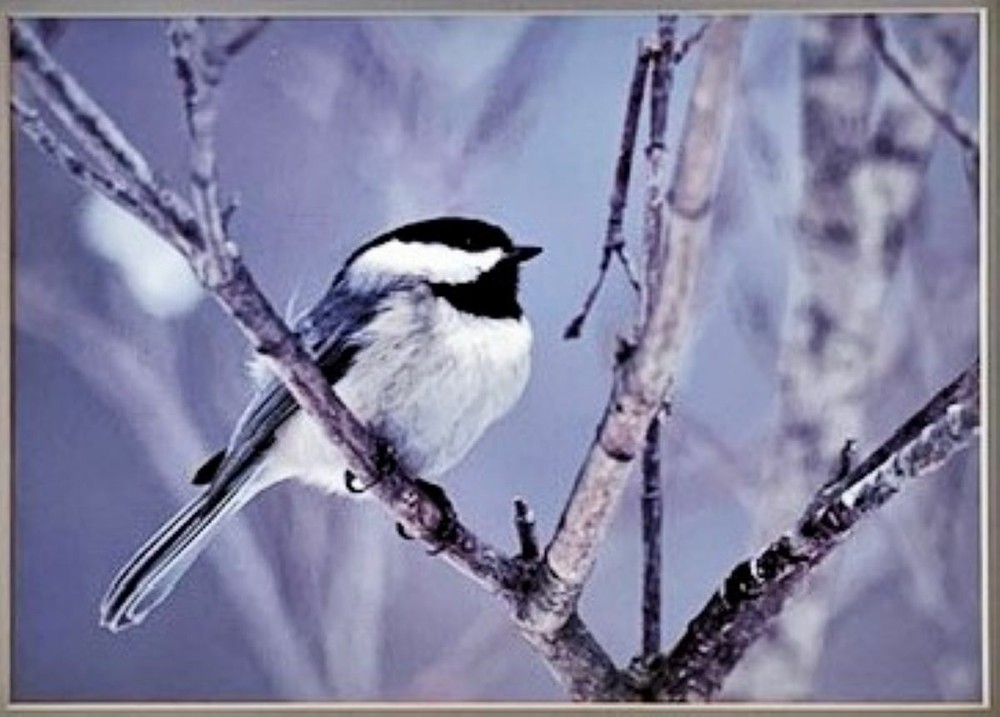 Fine Art Photograph print, Winter Chickadee nature, birds, signed, framed 18×14