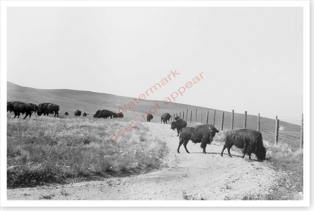 Bison Buffalo Grazing On Flathead Reservation Montana 8×12 Silver Halide Photo