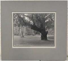 Antique William DASSONVILLE of San Francisco Photograph Monterey CA Oak Trees