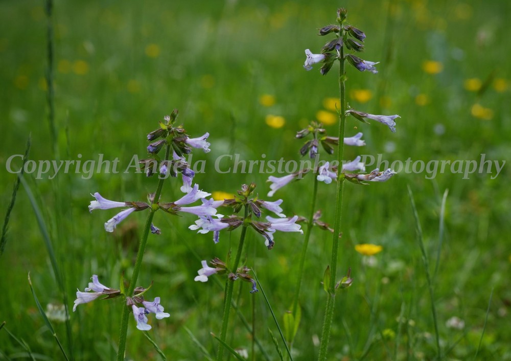 Original ACEO photo fine art print 2.5×3.5 inch LYRELEAF SAGE purple wildflower