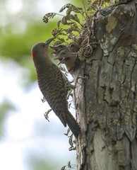16 x 20 acrylic print of a Northern Flicker feeding her two babies