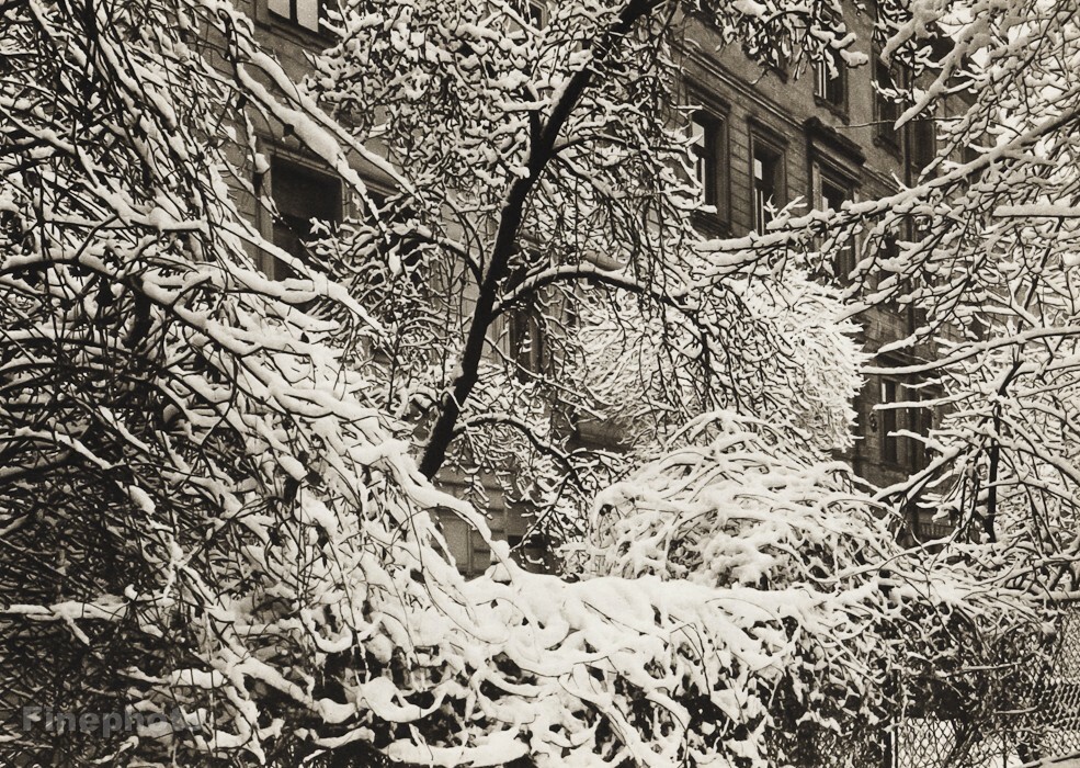 1950 Vintage JOSEF SUDEK Winter Snow Branches Garden Original Photo Gravure Art