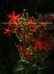 Original ACEO photo fine art print 2.5 x 3.5 in. ROYAL CATCHFLY red wildflowers