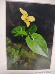 Signed Michael A Peterson Photography Wildflower Flat Mounted Canvas Gatorboard