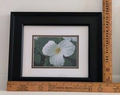 Framed Fine Photography White Trillium Flower Wall Art 14″ x 12″ Double Matted