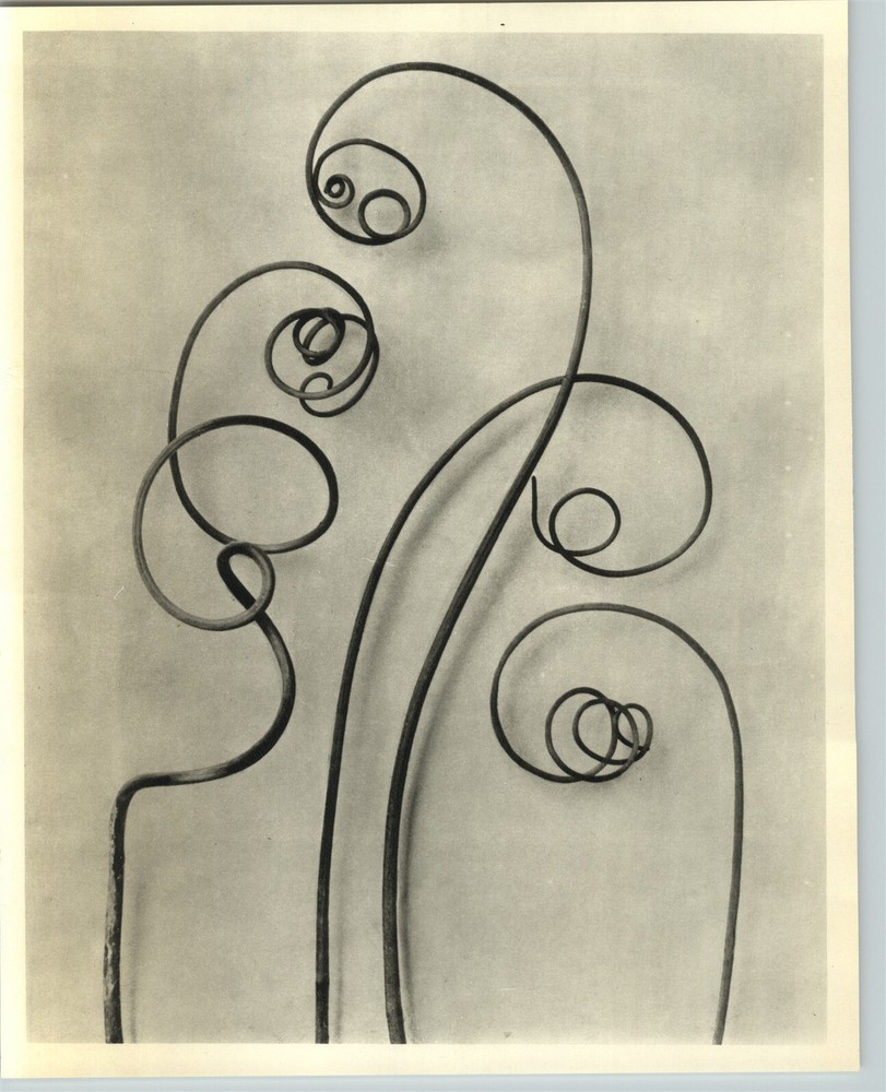 1942 Original BOTANICAL PLANT Bryonia Alba Flower Photo Art KARL BLOSSFELDT