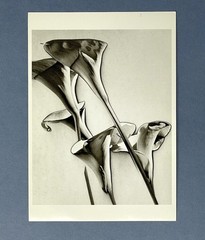 Calla Lilies c. 1930 By MAN RAY Fotofolio Art Print Card 1990s