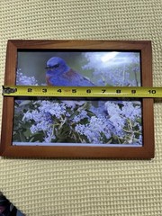 Set of 2 Framed Bird Prints Bluebird Robin Nature Wall Art Rustic Frame