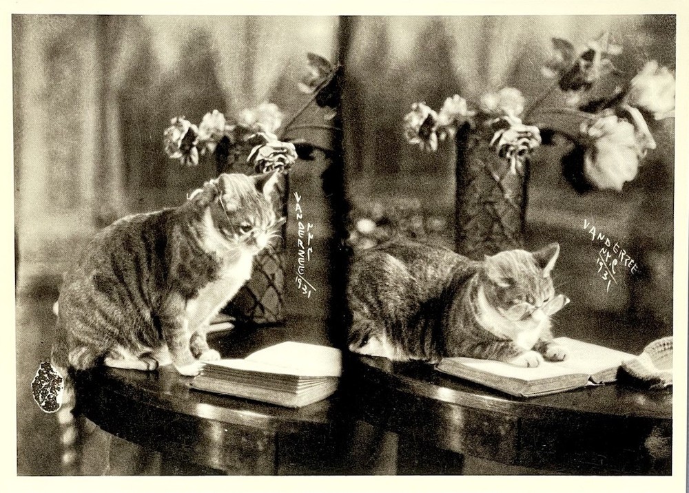 James Van Der Zee Art Photo Print Card – Smart Cat, 1931 – Fotofolio 4.25”x6”