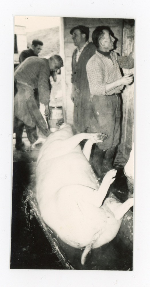 Rare Mario Giacomelli Slaughterhouse Abbatoir Pig Italy Photo c. 1960