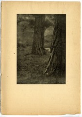 William A. Cadby, “Under the Pines” 1904, Original Camera Work VI Photogravure