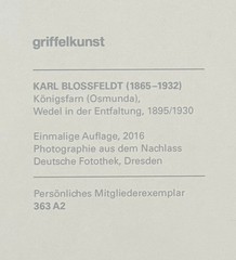 Karl Blossfeldt, King Fern, photograph from the estate, stylus art 2016