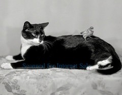 1920 Bird Lands on Cats back and takes a rest…kitten, Cat, Pet