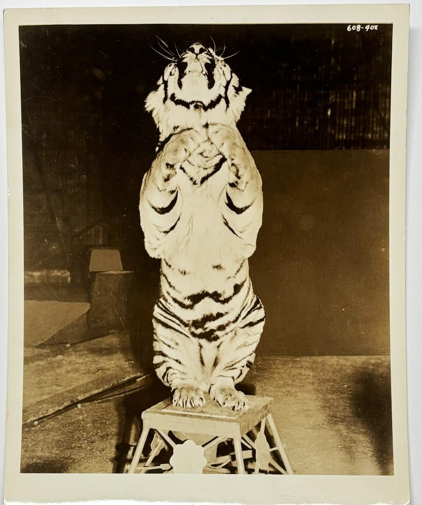 Original RINGLING BROS Circus Standing TIGER PHOTO – Roland Butler Collection