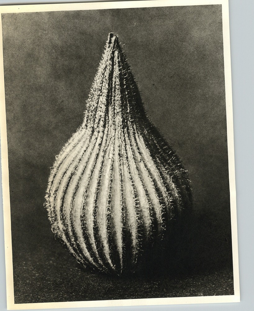 1942 Original BOTANICAL PLANT Silene Conica Flower Photo Art KARL BLOSSFELDT
