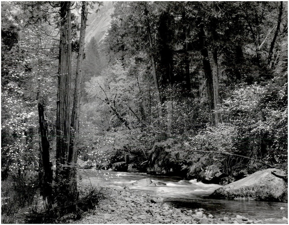 1948 1990s Ansel Adams Tenaya Creek Dogwood Trees Yosemite Large Art Photo