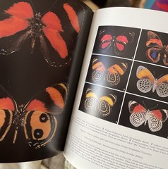 Butterflies of the World by Michel Viard and Alain Eid (1997, Hardcover) Large
