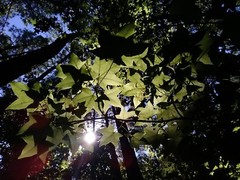 Photo of leaves and tall tree trunks with sun shining through, choice of sizes