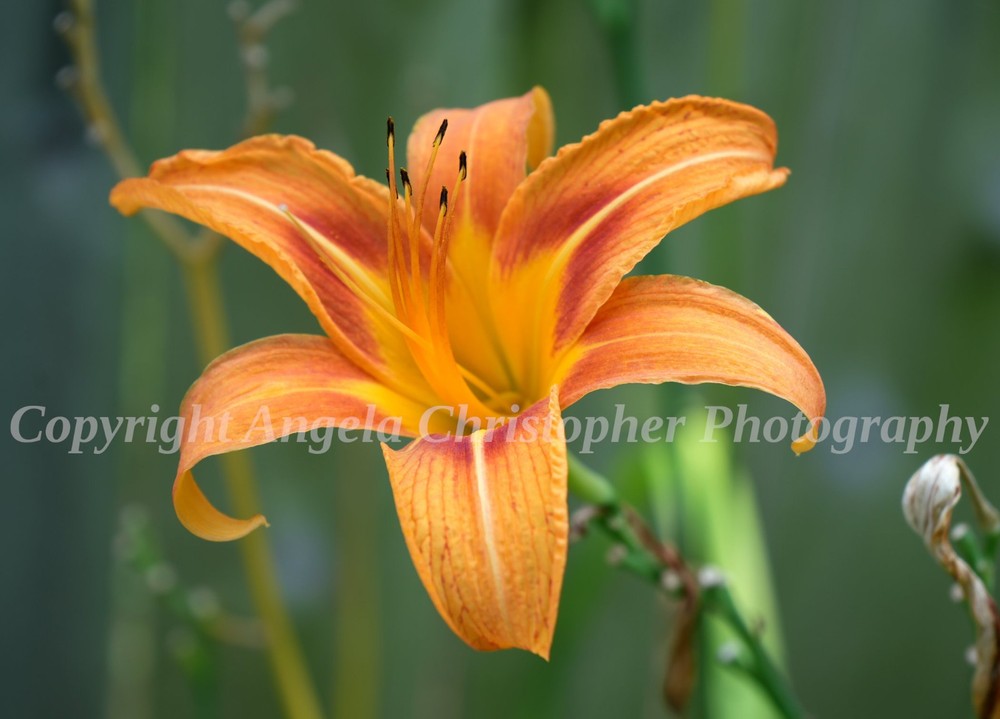 Original ACEO photo fine art print 2.5 x 3.5 inch DITCH LILY tiger orange flower