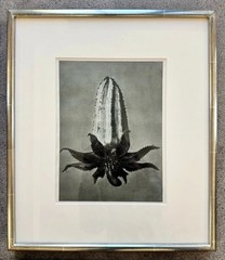Karl Blossfeldt Original photogravures, 4 Framed From TAM O’NEILL FINE ARTS
