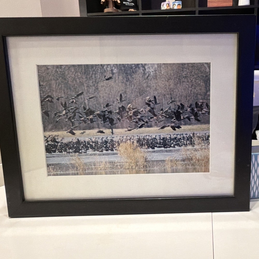 Laurie Eastely “Flyout” Finley Wildlife Refuge Birds 14 x 18 Framed Photograph
