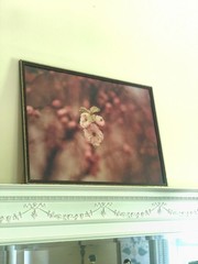 Antique Washington DC Cherry Blossoms