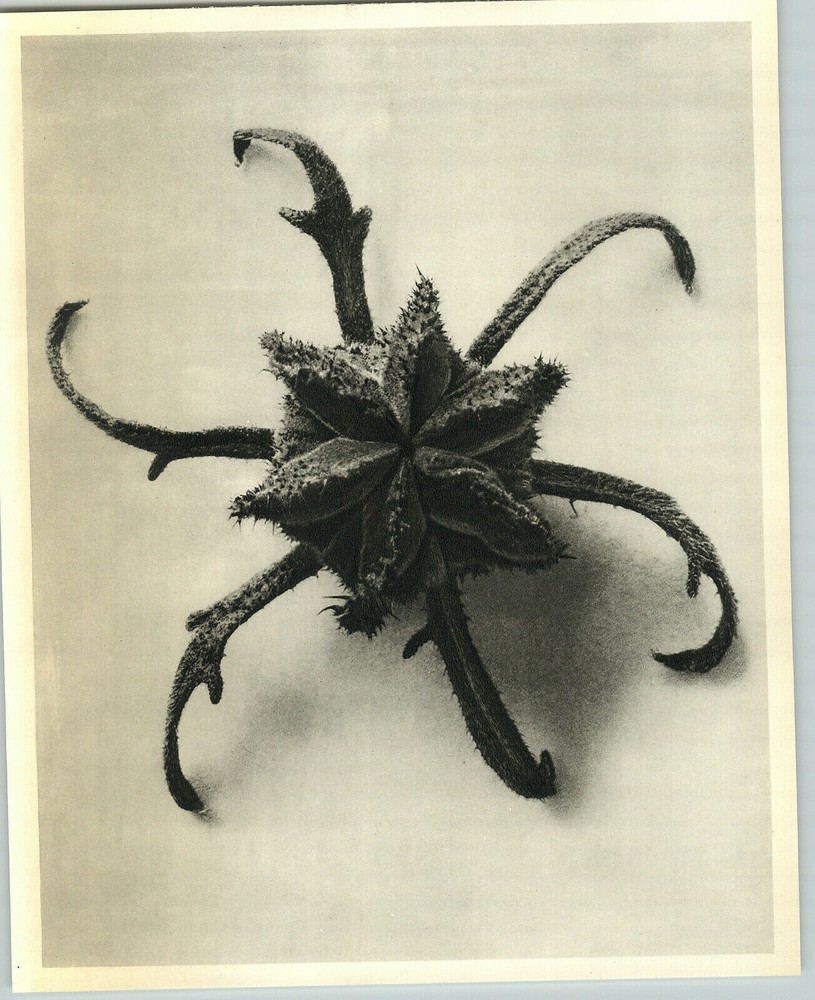1942 Original BOTANICAL Caiophora Lateriti Flower Photo Art KARL BLOSSFELDT