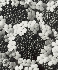 Karl Blossfeldt, Common Snowball, Photograph from Estate, 2010