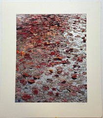 Original JOHN WAWRZONEK ‘Leaves on Water’ AUTUMN RED Landscape Signed PHOTOGRAPH