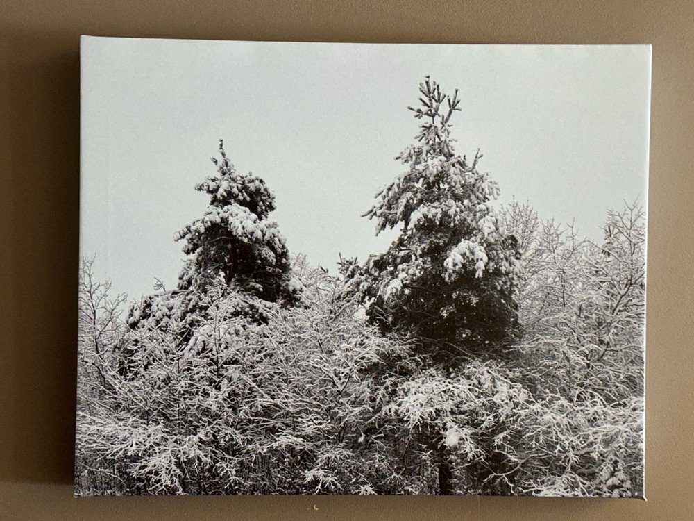 16 x 20 Canvas Print Snow Covered Trees