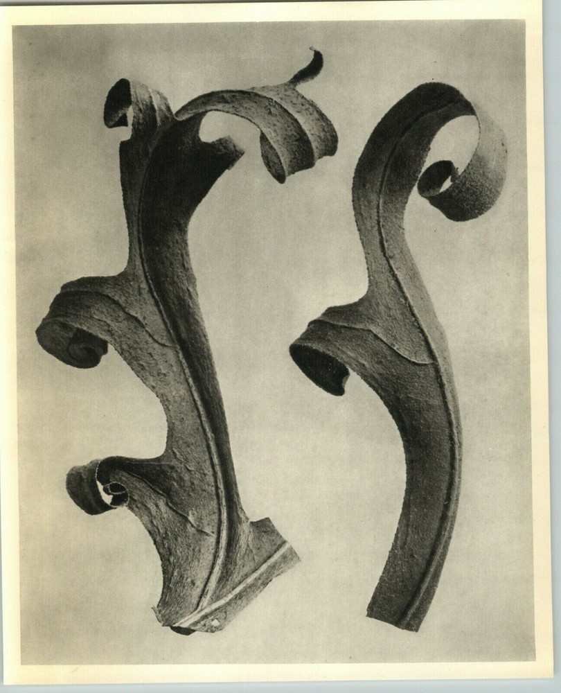 1942 Original BOTANICAL Silphium Laciniatum Plant Photo Art KARL BLOSSFELDT