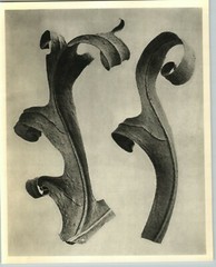 1942 Original BOTANICAL Silphium Laciniatum Plant Photo Art KARL BLOSSFELDT