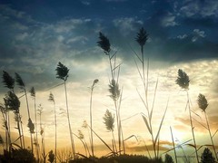 Blooming Cattails Willows Silhouette Sunset Beige Gold Blue Abstract Art Photo