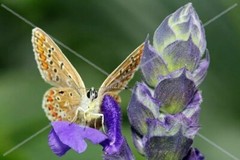 Original Wildlife Photo Metal Print LE Signed COA Common Blue Butterfly 12 x 18