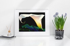 CALLA LILY 4×6 ” MATTED AND FRAMED PHOTO PRINT, READY TO HANG