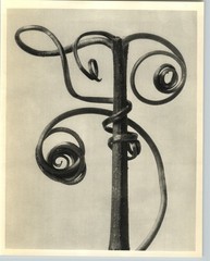 1942 Original BOTANICAL PLANT Gourd Vine Flower Photo Art KARL BLOSSFELDT