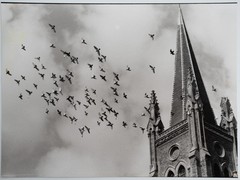 Photo Print Analog, RC France Landscape Scene Bird 18X24cm 1960