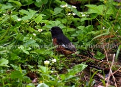 Original ACEO photo fine art print 2.5×3.5 EASTERN TOWHEE male bird black orange