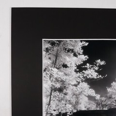Black Mat Photo Landscape Park Infrared Photography Bridge Trees Art Print