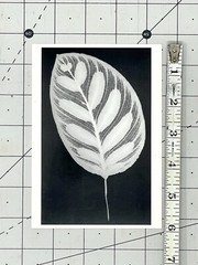 Amanda Means (b. 1945) Leaf #12, 1990 Art Photo Print Card