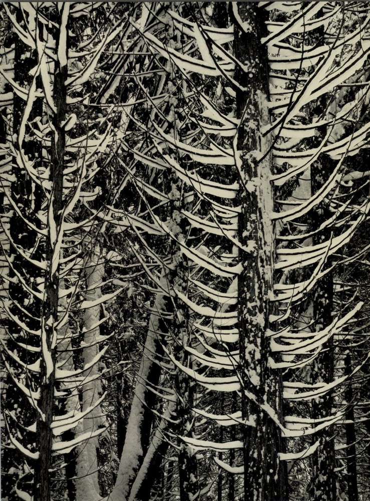 1949 Ansel Adams Yosemite Winter Snow Tree Branches Original Art Photo Gravure
