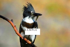 Digital Photo file BELTED KINGFISHER BIRD JUVENILE FEMALE virtual postcard jpeg