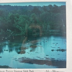 John Moran Photography Artist Signed Matted Alligators At Dusk 8×12