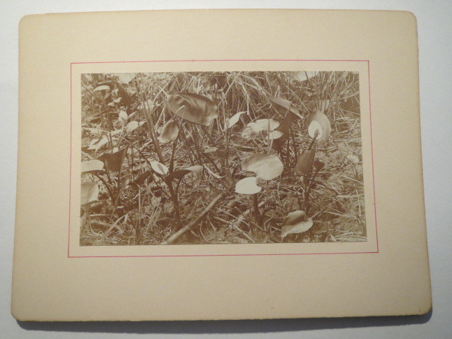 Calla palustris on the Rhin near Reinsberg i. M. / KAB Dragon Root around 1900