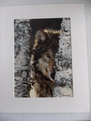 WOLF PHOTOGRAPH BY WARREN MAGILL LIMITED EDITION 20″ X 16″