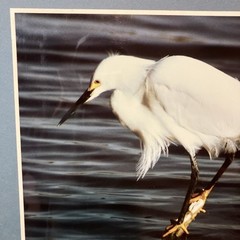 VTG Snowy Egret Sea Bird Art Photography Matted Signed By Artist Beach Decor