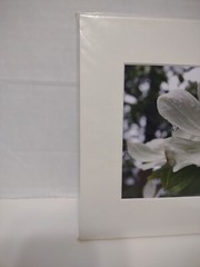 Signed Michael A Peterson Photography Dogwood Flat Mounted Canvas Gatorboard