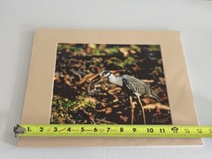 Signed Bird Photography Print Suzanne Kempler Yellow-Crowned Night Heron Mat